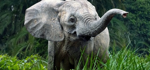 Les secrets des éléphants