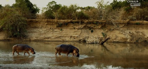 El rey hipopótamo