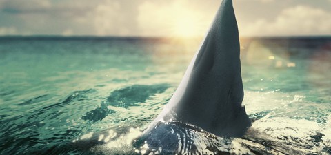 Haie auf Angriff 360°