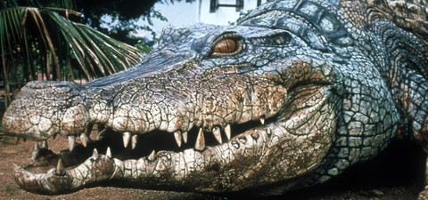 Crocodilul 2