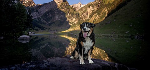 Schweizer Hundegeschichten