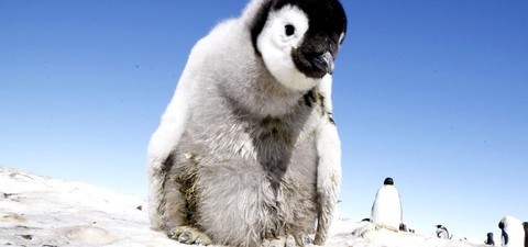 Tučňáci – život z blízka