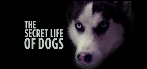 The Secret Life of Dogs