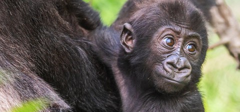 Gorilí mláďata živě