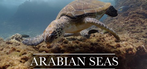 Arabian Seas