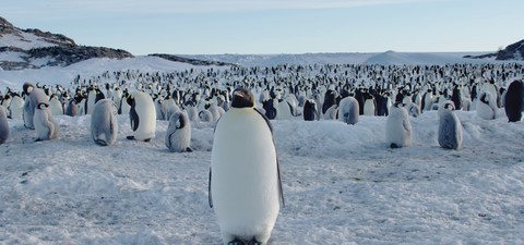 Antarktis - Leben am Limit