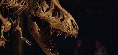 Dinosaures, la chasse aux fossiles