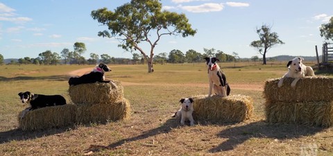 Australian Border Collie pups