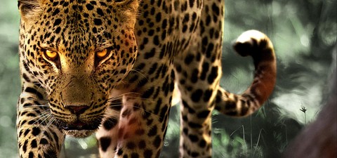 Trăind cu leoparzii