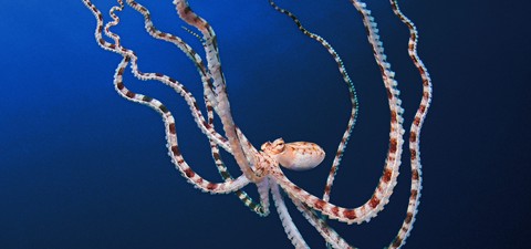 Die geheimnisvolle Welt der Oktopusse