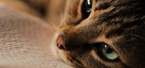 Kedi - sekretne życie kotów