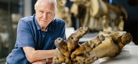 Attenborough and the Giant Elephant