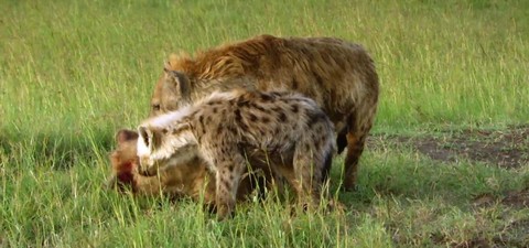 Hyaena: Queen Of The Masai Mara