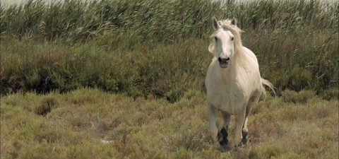 Wild Horses of the Marshes