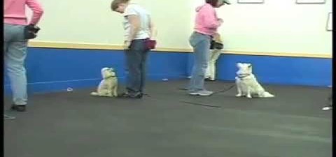 SIRIUS Adult Dog Training