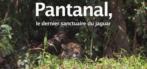 Pantanal, the Jaguar's Last Sanctuary