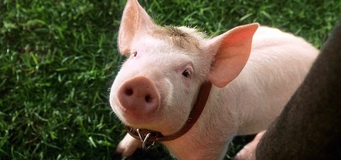 Babe - Cel mai curajos porc din lume