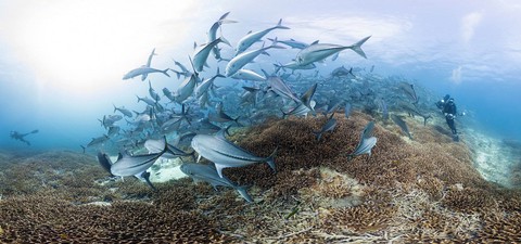 チェイシング・コーラル　消えゆくサンゴ礁