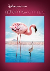 Auf purpurnen Schwingen: Das Geheimnis der Flamingos