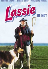 Lassie in Not