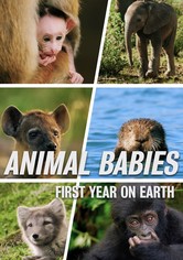 Animal Babies: First Year On Earth