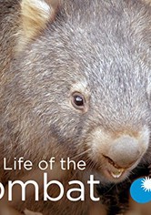 La Vida Secreta de los Wombat