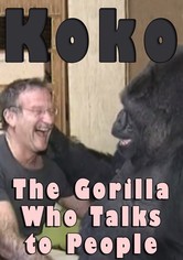 Koko - den talande gorillan