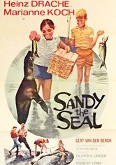 Sandy der Seehund