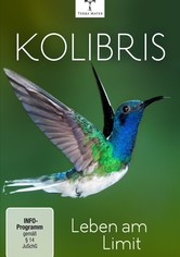 Kolibris: Leben am Limit