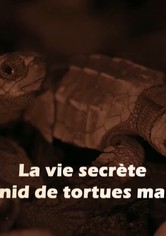 La vie secrète d'un nid de tortues marines