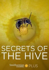 Secrets of the Hive