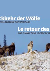 Le retour des loups: Une chance pour le parc de Yellowstone