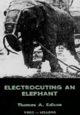 Electrocuting an Elephant