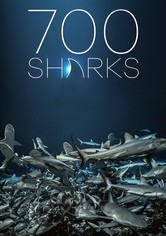 700 Haie in der Nacht