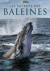 Les Secrets des Baleines