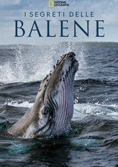 I Segreti delle Balene