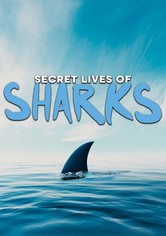The Secret Lives of Sharks