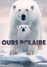 Ours polaire