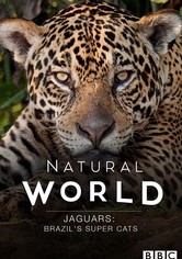 Jaguars: Brazil's Super Cats