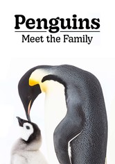 Penguins: Meet the Family