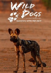 Wild Dogs: Running with the Pack