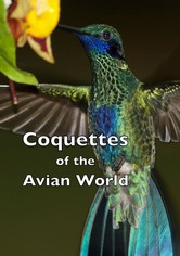 Coquettes of the Avian World