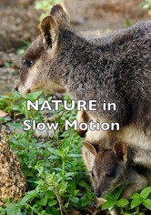 Nature In Slow Motion