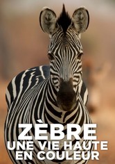 Zebre, une vie haute en couleur