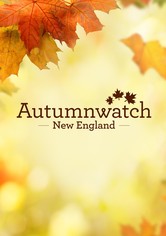 Autumnwatch New England