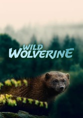 Wild Wolverine