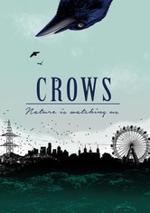 Crows - Nature Is Watching Us