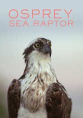 Osprey: Sea Raptor