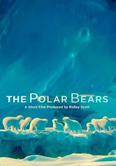 Les ours polaires