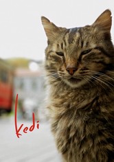 Kedi - Isztambul macskái